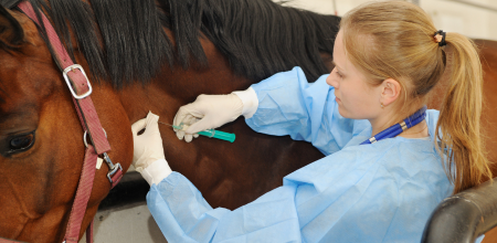 A veterinarian giving a horse an injection.